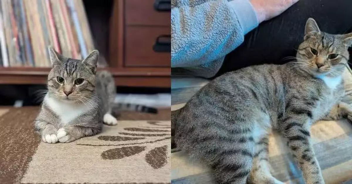 美飼主連失2愛貓心碎決定不再養 巧遇虎斑貓闖入後院「自投懷抱」終被軟化