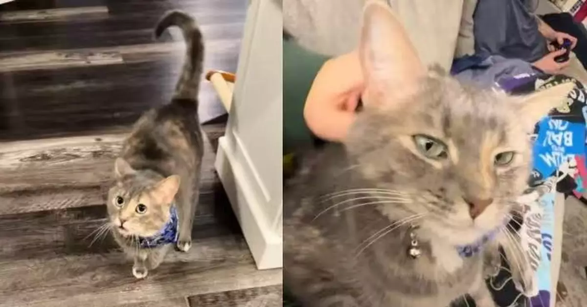 見愛貓「跛腳」急送醫 夫婦返家發現牠換腳跛行始知爆笑真相