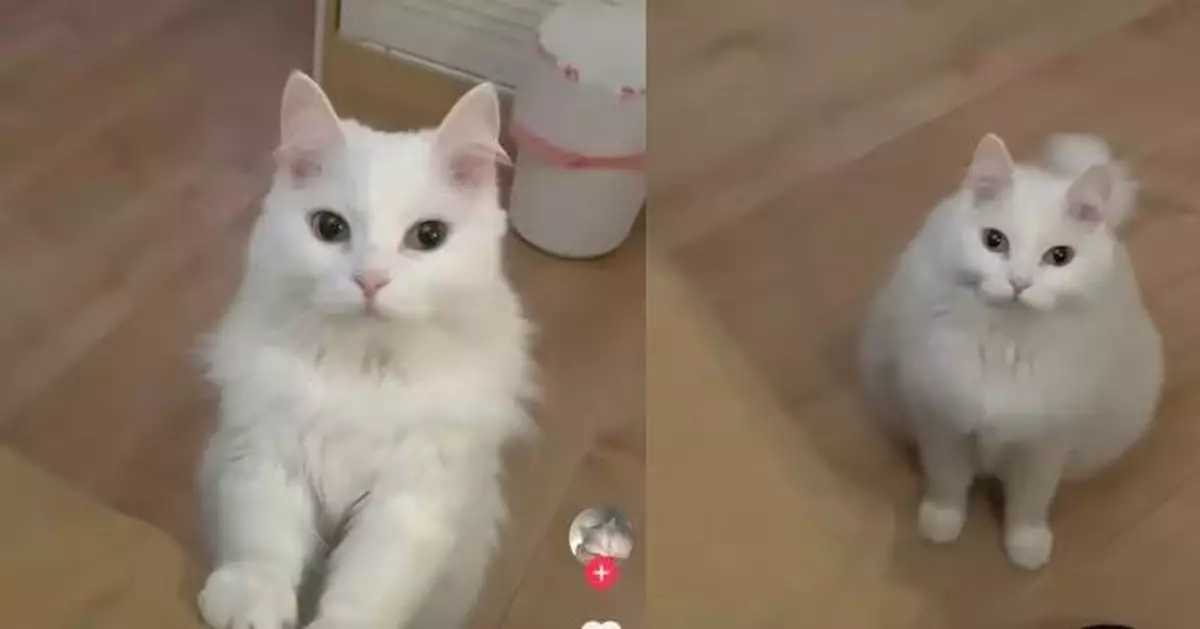 女飼主生病臥床3天無食慾 見寵物貓叼飼料貼心送到床邊感動不已