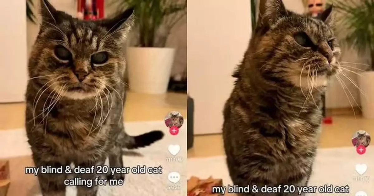 三度中風仍堅強 20歲失明失聰虎斑貓靠沙啞喵聲尋主人感動網民