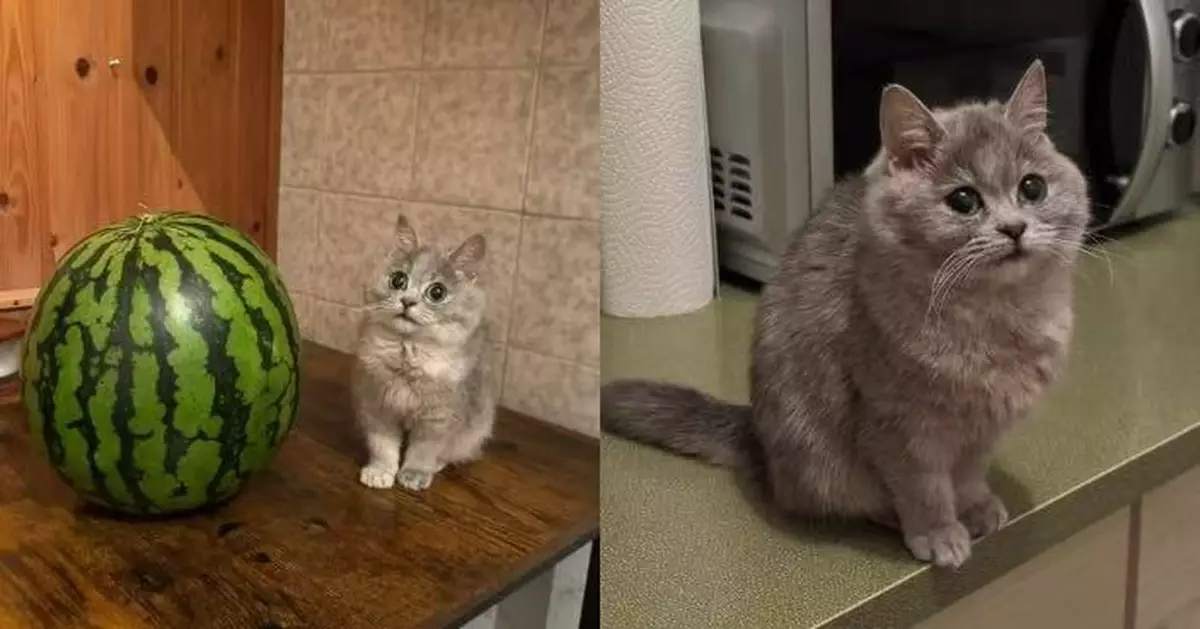 嬌小貓仔獲收養半年未長大 就醫遭揭疑患「侏儒症」 體重僅2磅似公仔