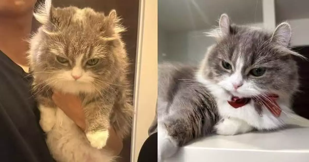 體檢遭獸醫嫌太肥 貓皇秒「黑面」抗議 得意表情萌翻全網