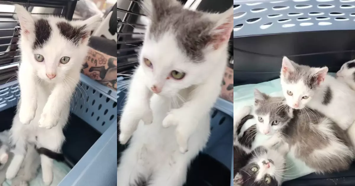 街頭救治4隻短腿萌貓 美救援組織驚揭3隻腳掌畸形令人心碎