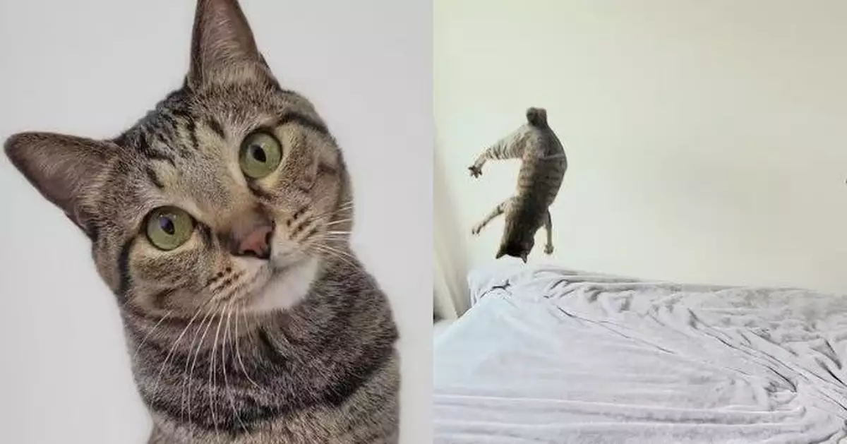 玩逗貓棒太興奮 活潑虎斑突表演「完美後空翻」令飼主驚嘆