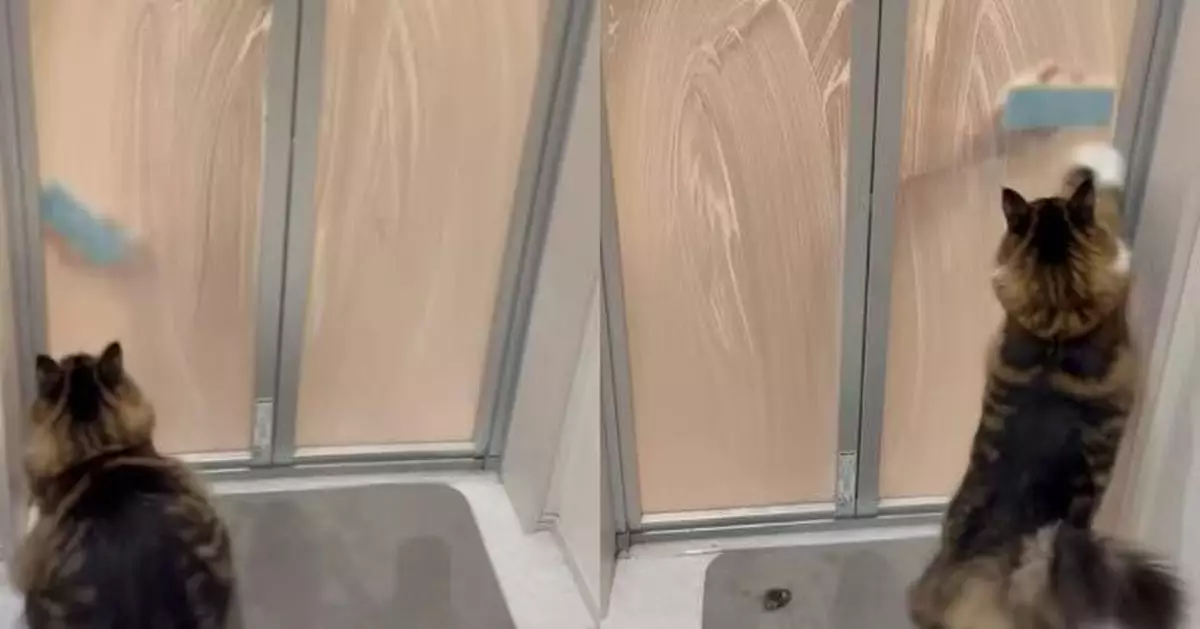 丈夫狂刷浴室玻璃門10分鐘 人妻疑惑上前見愛貓隔門追海綿哭笑不得