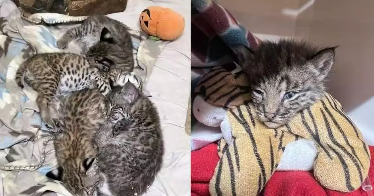 美屋主收留一窩6隻流浪幼貓 專家驚揭真身非普通家貓