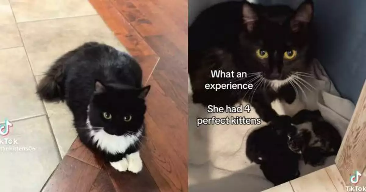 鄰居搬屋棄貓！女子暖心收養驚覺懷孕 悉心陪伴至順利誕4幼貓