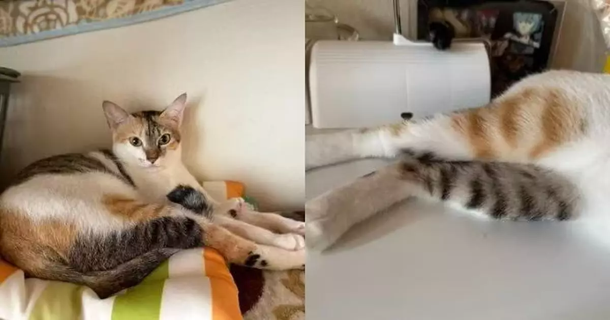 貓界潮人！三花貓兩後腳花色不同似「著錯襪」天然時尚造型萌爆全網