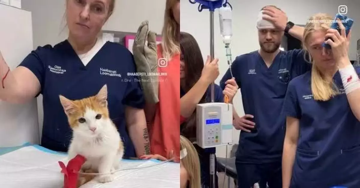 橘白貓仔看診1對7 愛沙尼亞7獸醫全掛彩無奈驚呼：是獅子定老虎？