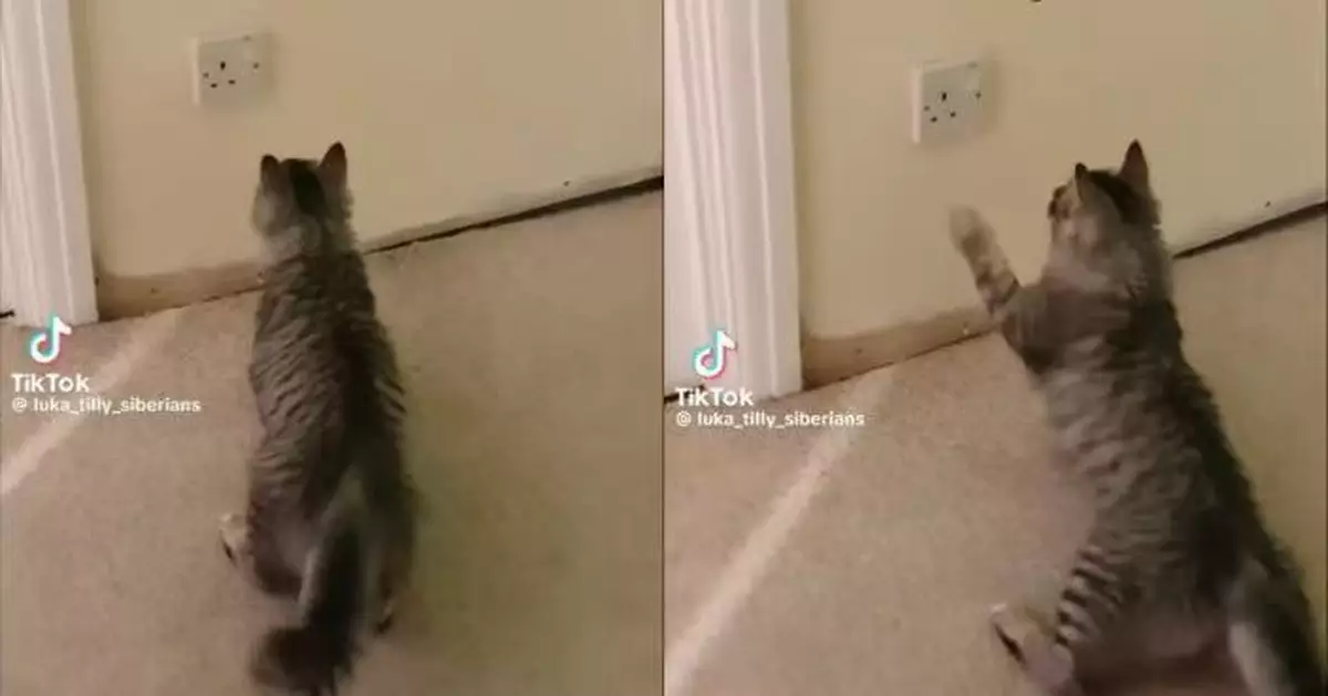 寵物貓對「家中插座」狂嘶叫拍打 飼主請電工檢查揭嚴重短路