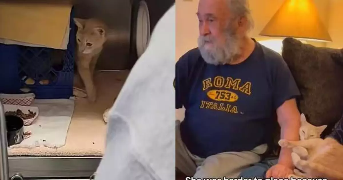 等足4個月無人問津成收容所留宿最長住客 膽小橘貓終等到命定主人