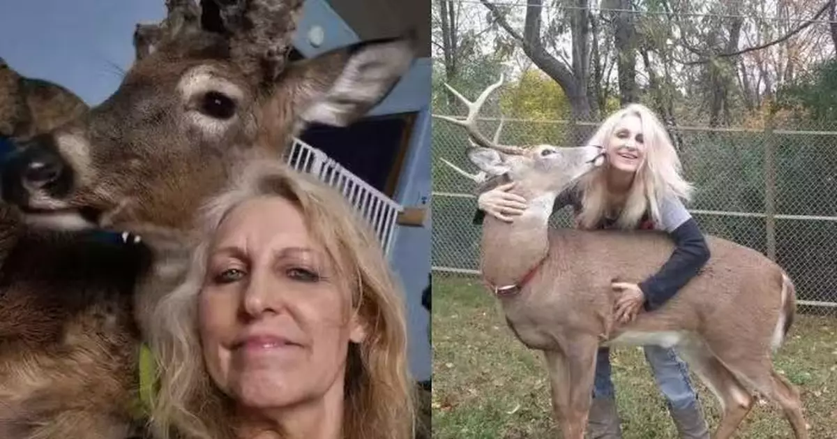 12年間致力救助受傷野鹿 美6旬婦自家圍欄內遭雄鹿攻擊喪命