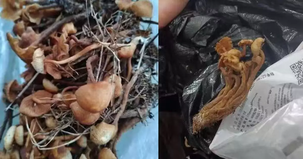 摘野生菌食用 貴州5人集體食物中毒釀3死2傷 親屬痛心警示勿隨意採摘