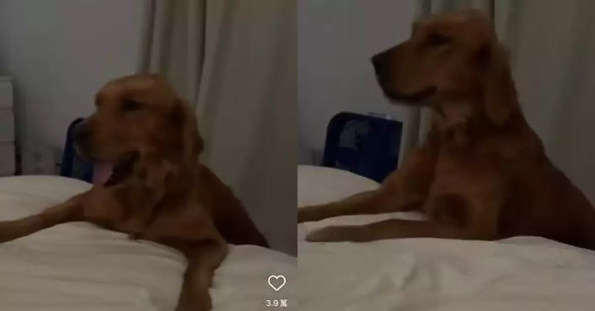 過去只睡過冷地板 金毛獲領養擁有「自己的床」 睡前1舉動惹心酸