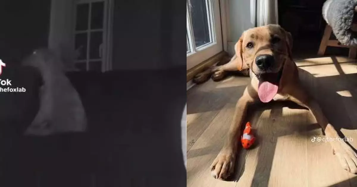 獨留狗狗在家忘開燈 英女睇監控驚見愛犬孤單坐梳化苦等勁內疚