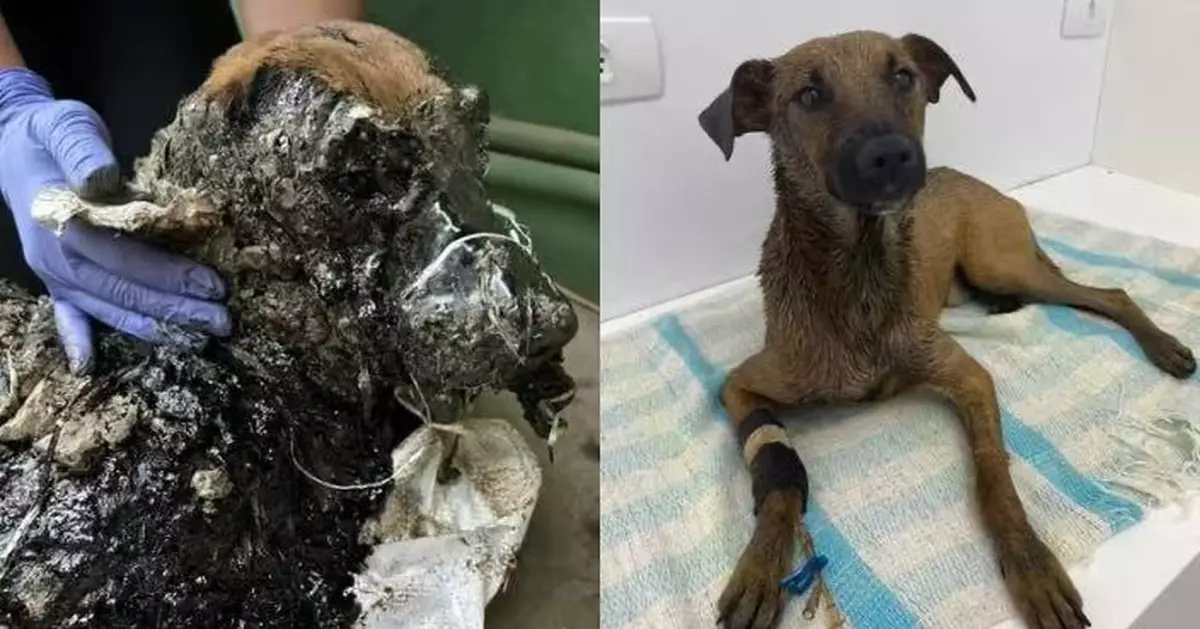 美流浪犬墮施工坑遭瀝青封死變石像難動彈 獲救援隊清理72小時終脫險