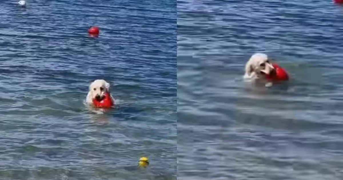 誤將海面浮標當玩具球 金毛犬奮力游水叼浮標令飼主好笑又無奈