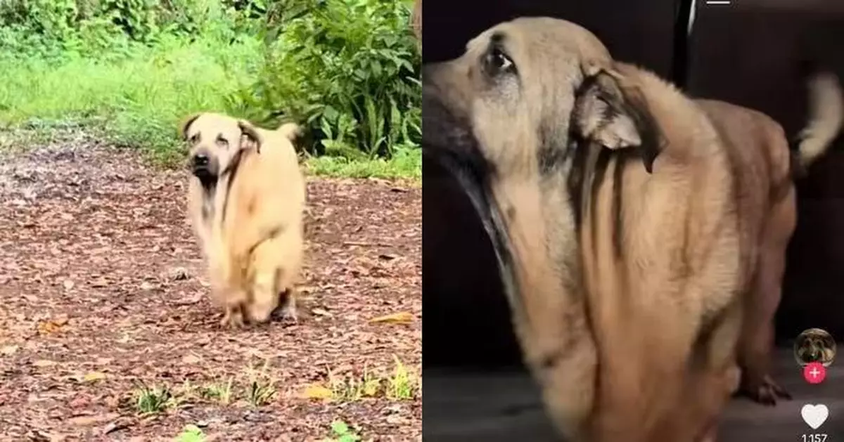 患罕見遺傳病 狗狗皮膚嚴重鬆弛憑獨特外貌爆紅網絡