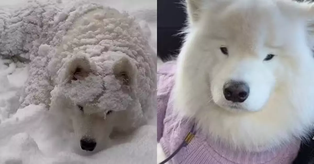 酷愛雪地打滾玩樂 薩摩耶犬患癌剃毛髮後怕凍發抖無法玩雪惹人憐