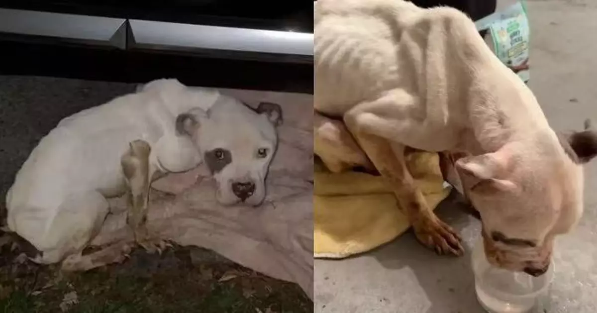 深夜驚見瘦弱流浪犬蜷伏車底 女屋主伸援手救起轉交救援隊助獲新生