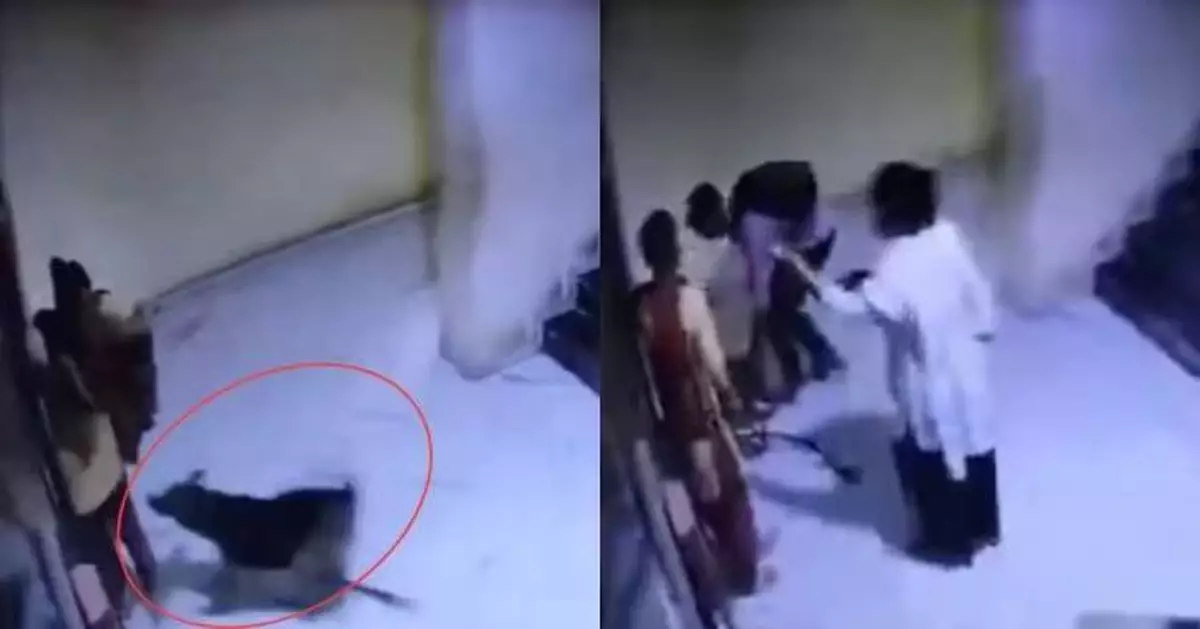 印度女等電梯突遭狗咬 狗主人不道歉反施暴掌摑引公憤