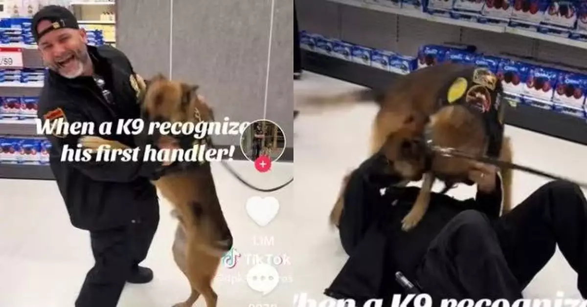 執勤與前任領犬員久別重逢 冷靜警犬秒認出撲上前興奮撒嬌畫面溫馨