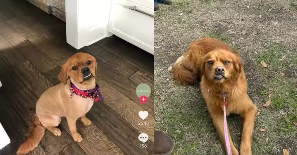 黃金獵犬身型矮小齙牙越長越走樣！連驗兩次DNA證係百分百純種