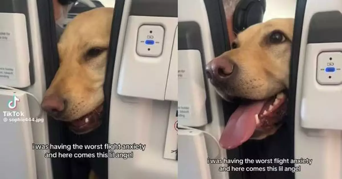 患飛行恐懼症 女子搭機陷嚴重焦慮 獲前排服務犬探頭伸爪安慰超療癒