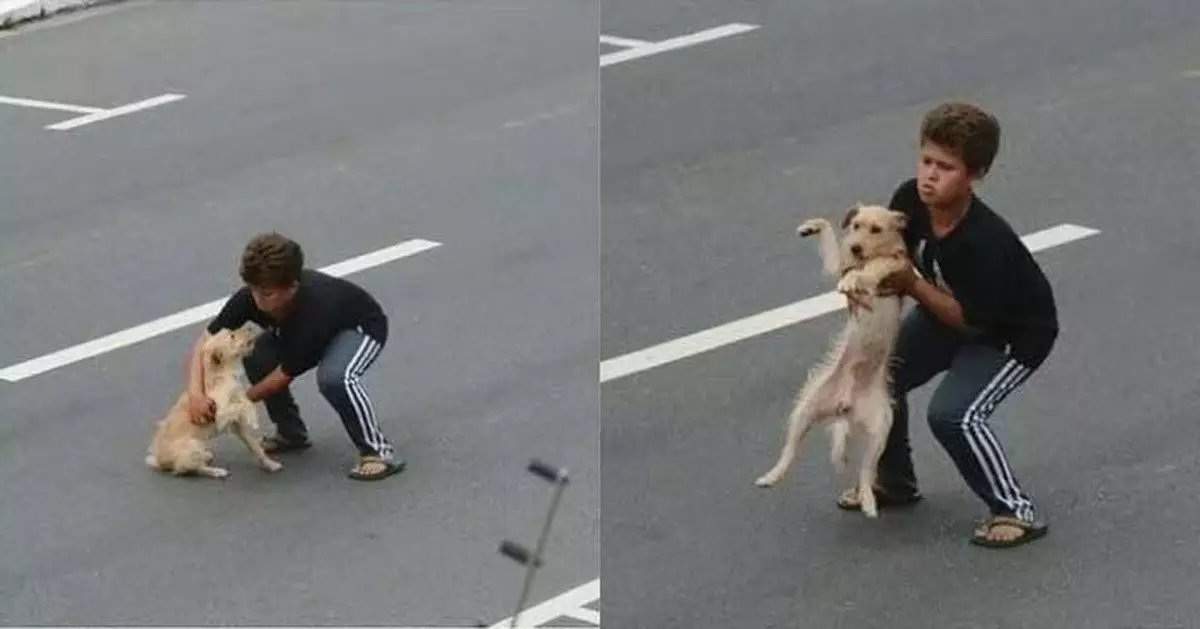 目擊流浪狗被撞重傷 巴西暖心男童衝入車流肉身擋車救下