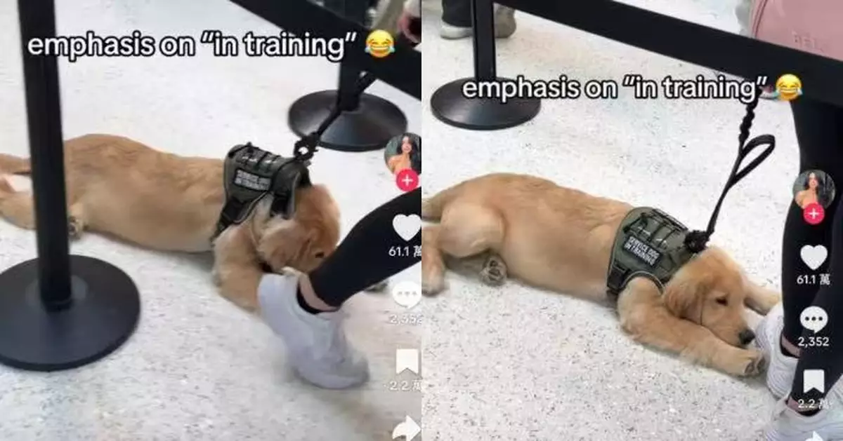 服務犬機場排隊突趴地「罷工」 飼主勸說無果無奈拖行惹笑旅客