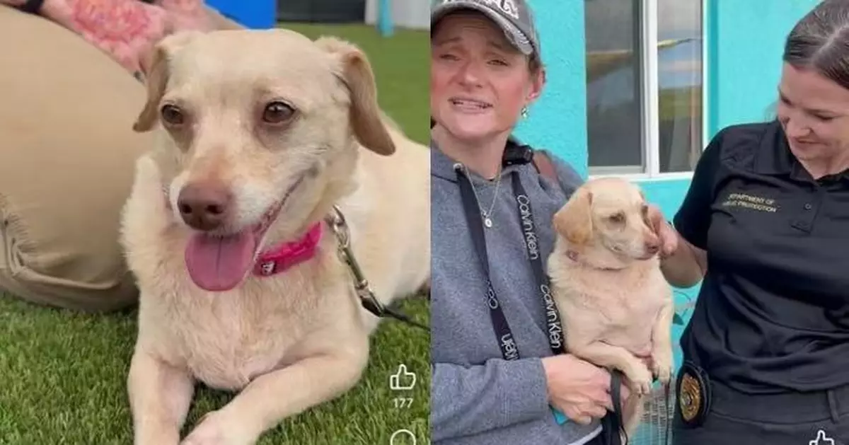 5年前離奇走失 美寵物犬奇蹟現身836公里外 飼主急駕車10小時接回