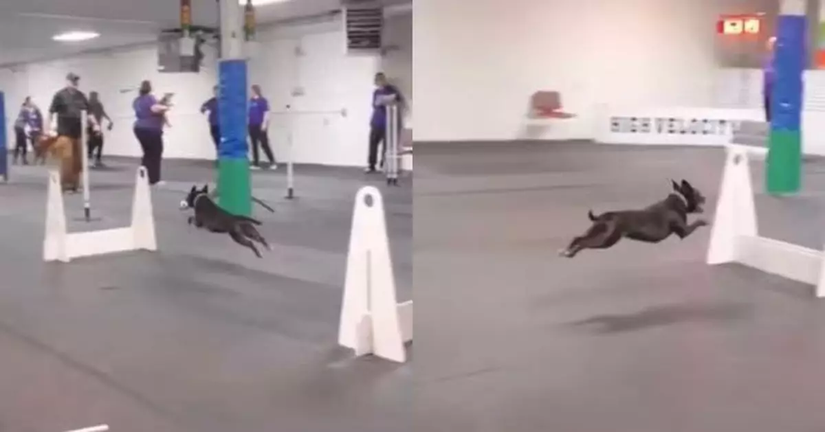 狗狗障礙賽爆紅！萌犬全程蹦跳前行似「飛行」彈跳力驚人