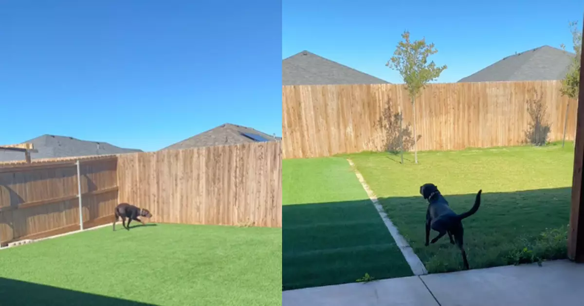 隨飼主參觀新居 拉布拉多犬見寬敞後院興奮做1舉動劃地盤宣示主權