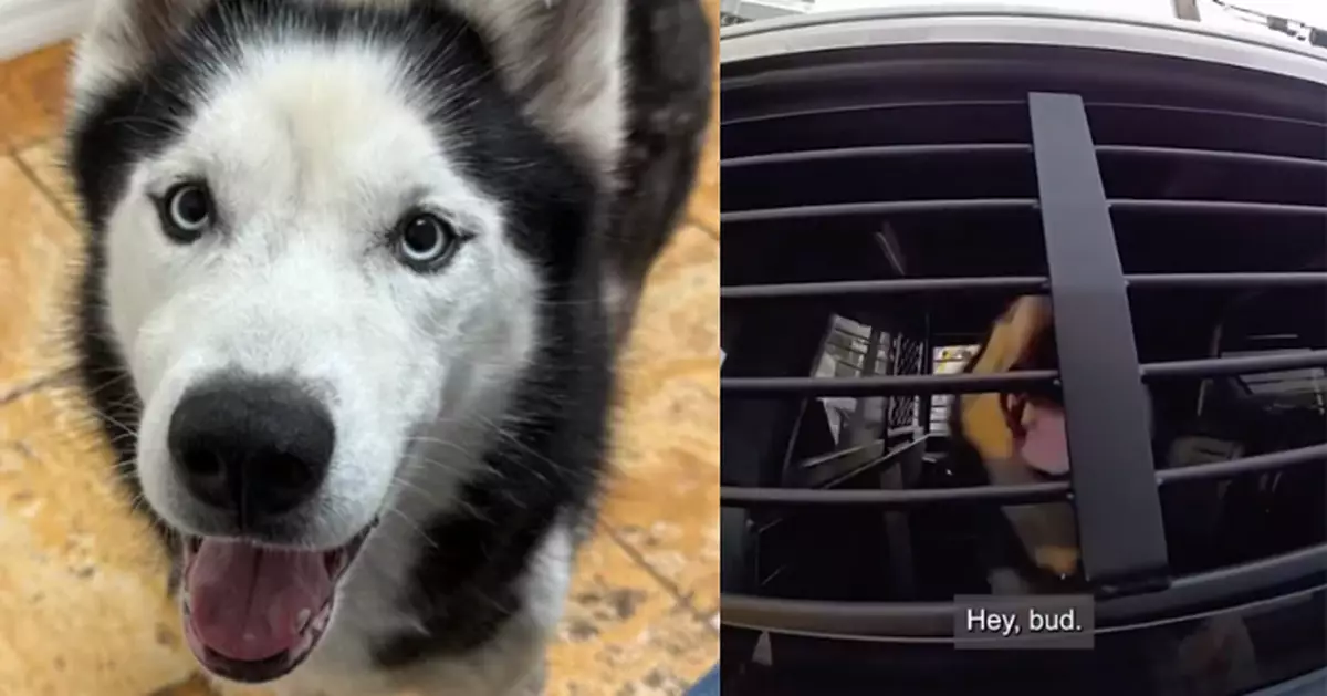 失蹤7年終被尋回 哈士奇犬受困繁殖場疑遭虐渾身是傷 飼主心碎不已