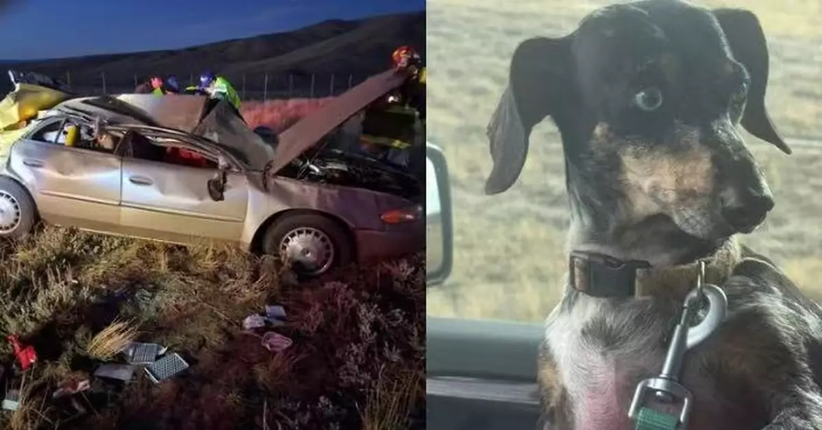 隨飼主自駕遇嚴重車禍被拋出車外失蹤 美臘腸犬荒野存活7日奇蹟獲救