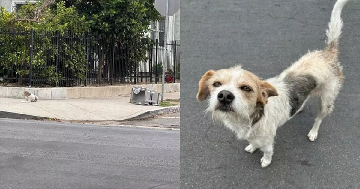 被遺棄街角苦候主人2個月拒離開 可憐狗狗終獲救援重拾信任展開新生活