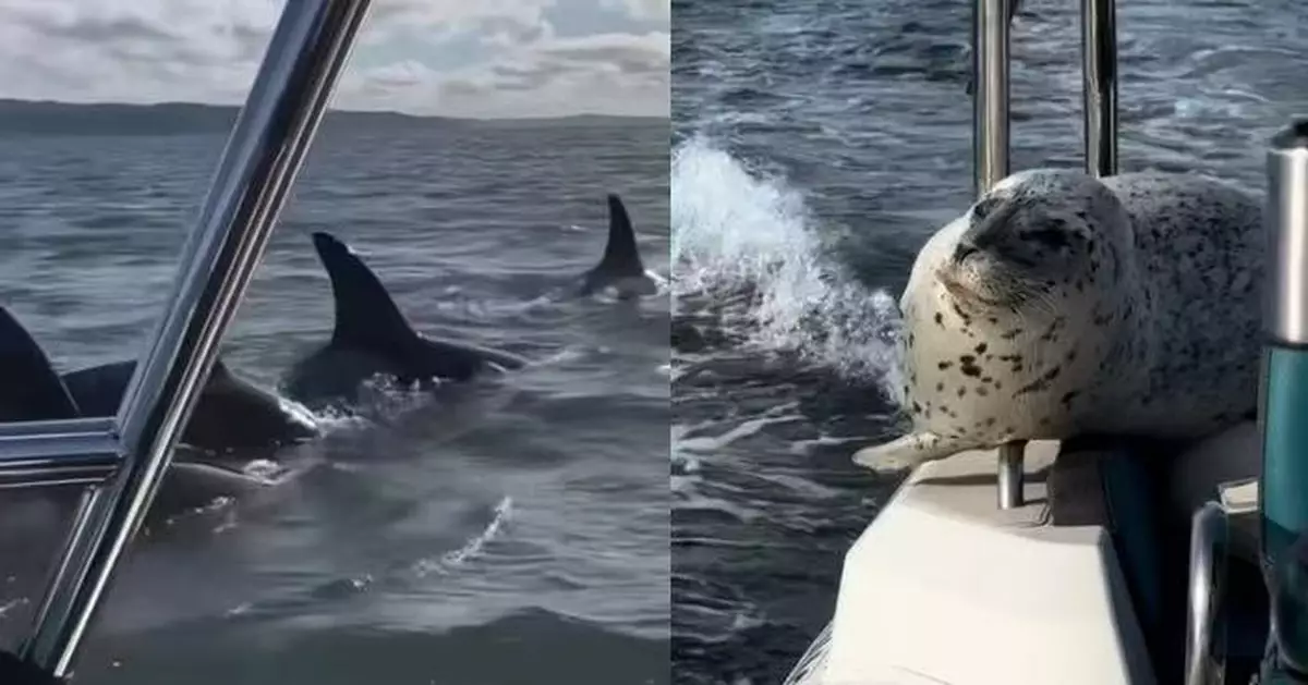 遭虎鯨群圍捕 小海豹急跳上船避難逃過一劫 驚險畫面曝光