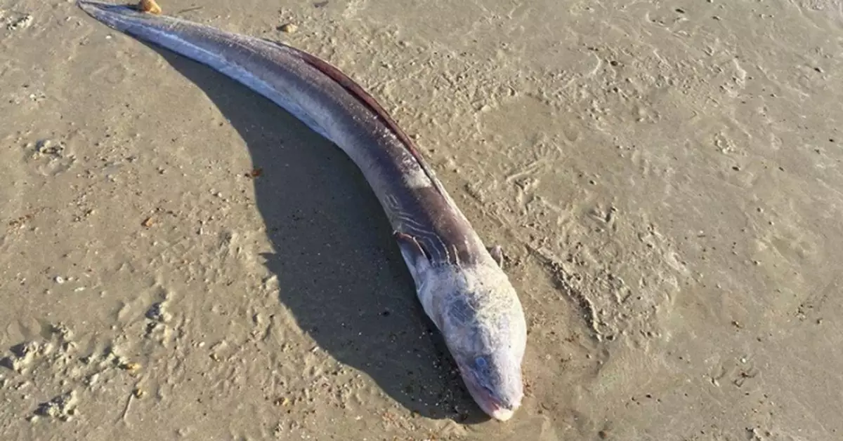 英女海邊遛狗驚見「巨型長身怪魚」專家揭真身竟是……