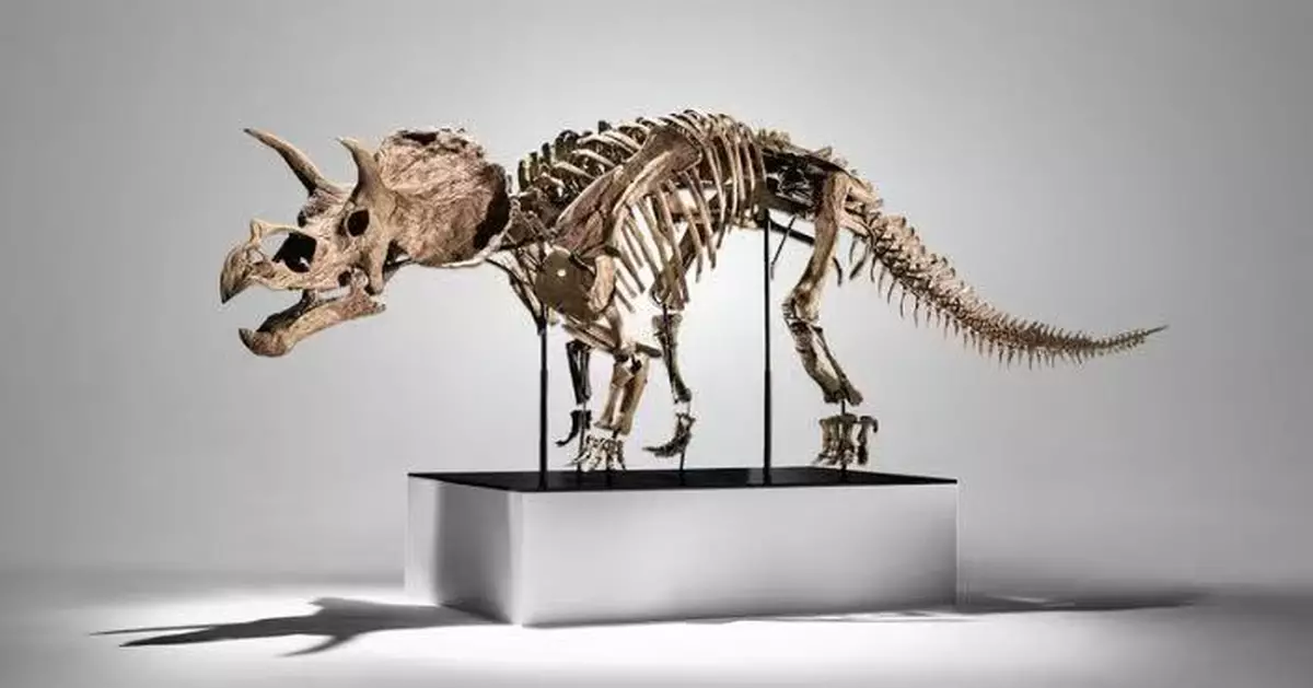 首亮相紐約拍賣行 全球「最完整幼年三角龍化石」4200萬高價成交