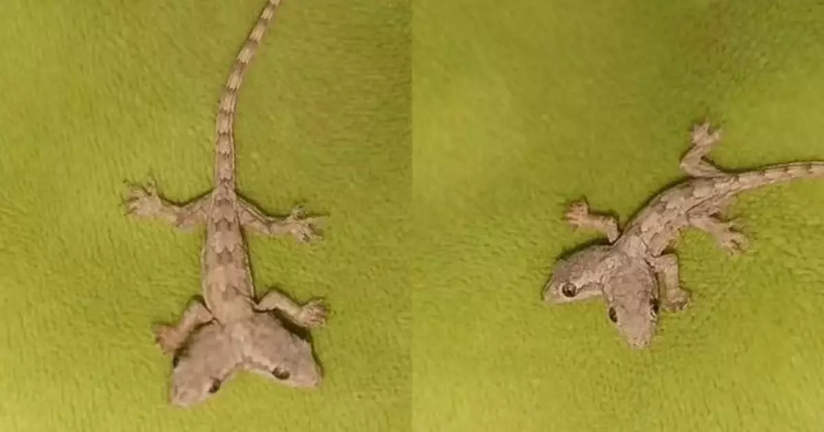 泰國驚現「雙頭壁虎」兩頭同步擺動共用一身體 專家揭背後變異成因