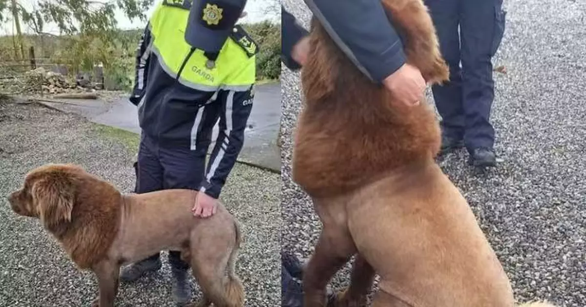 愛爾蘭樹林疑有「野生獅出沒」引恐慌 警方調查揭爆笑烏龍