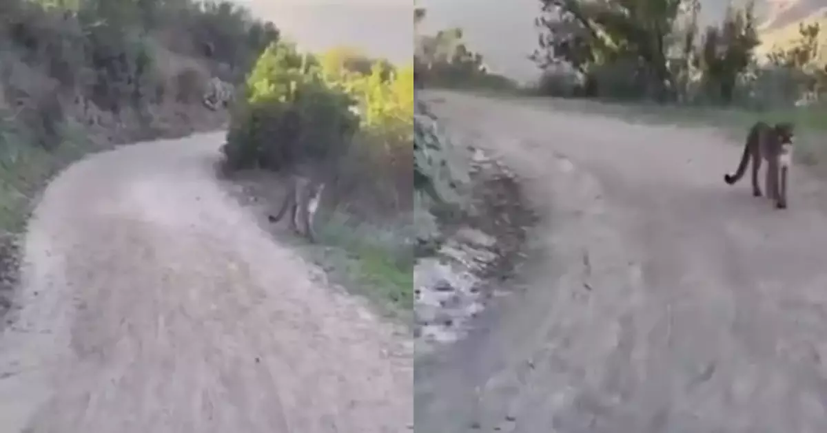 有片！山徑騎行驚遇美洲獅崽 美2單車手見牠衝近身「邊禱告邊後退」奇蹟脫險