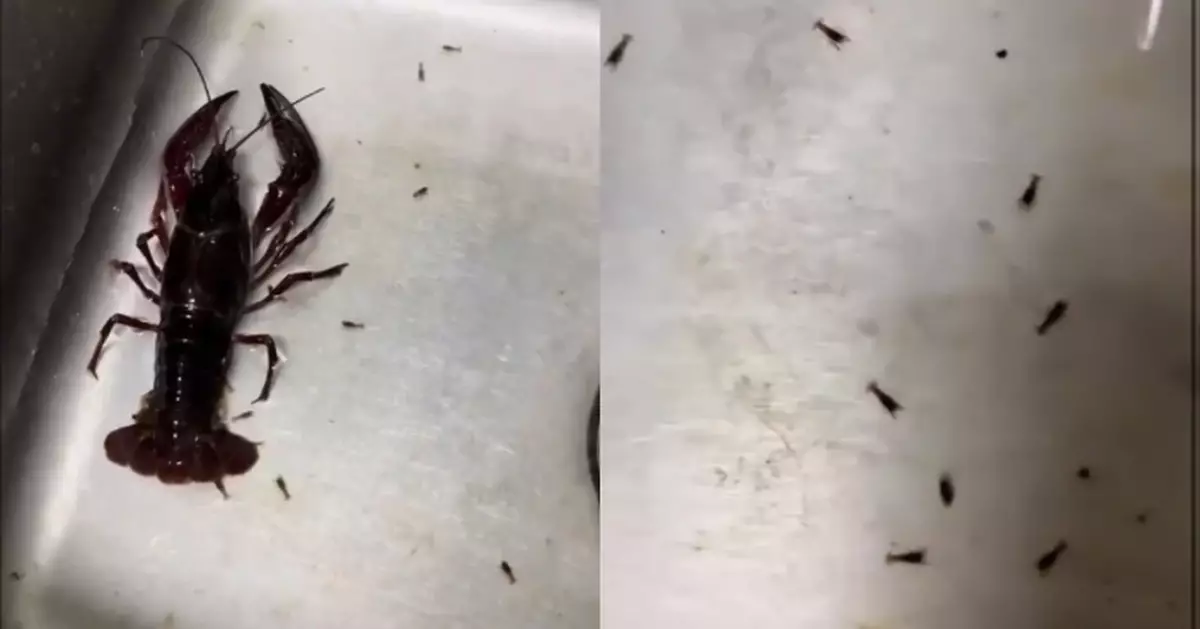 買龍蝦準備煮食 大馬女見牠水槽中產數隻BB困惑：該不該煮？