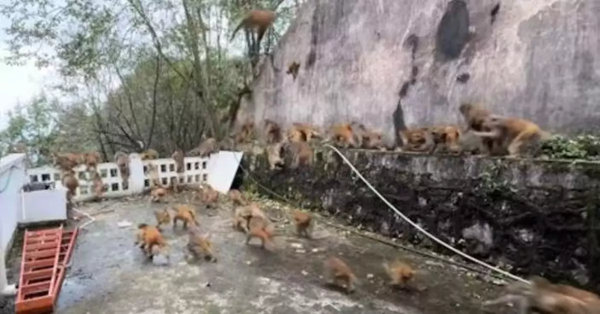 貴州黔靈山驚現「馬騮蜂擁下山」嚇壞遊客 網民：似天兵天將攻花果山