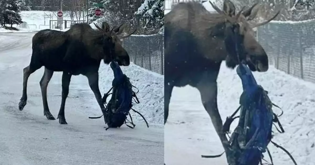 駝鹿頭掛「黑色異物」市區閒逛 美救援人員連日追蹤麻醉助成功脫困