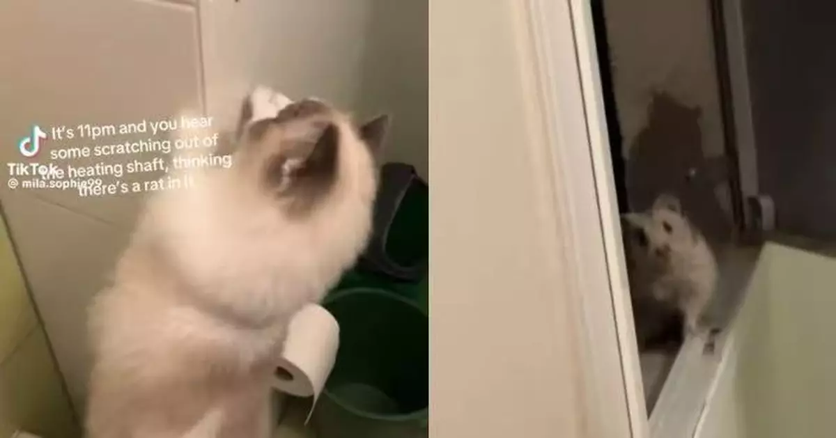 牆壁頻傳怪聲誤以為老鼠 女子拆暖氣管意外救出受驚小萌物