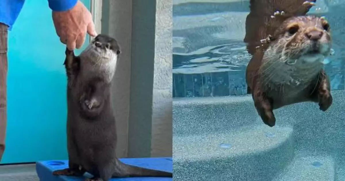 潛水底助尋回25年前謀殺案兇器 美首隻「搜救水獺」已參與水下搜救逾20次