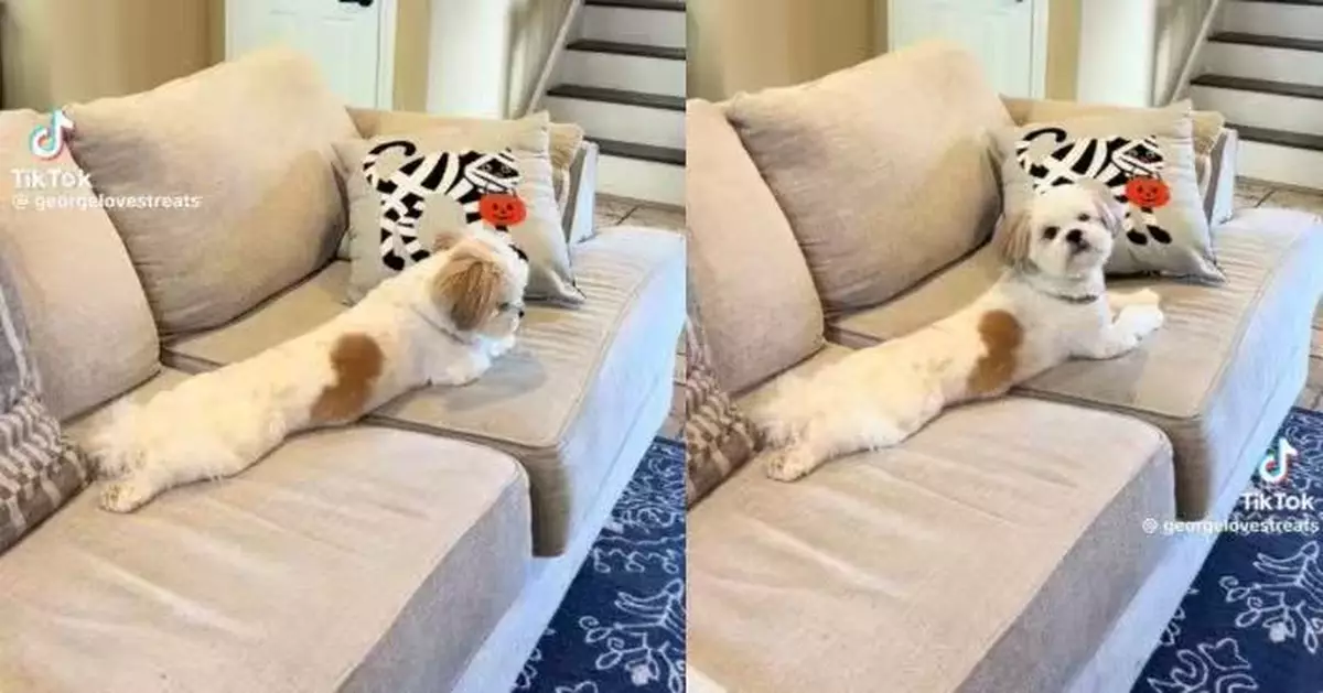 選擇性失聰！西施犬不理會飼主叫喚 聽「1關鍵字」即轉頭逗笑全網