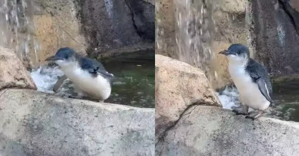 全球最長壽！美動物園小藍企鵝迎25歲生日 壽命比野外同類多一倍