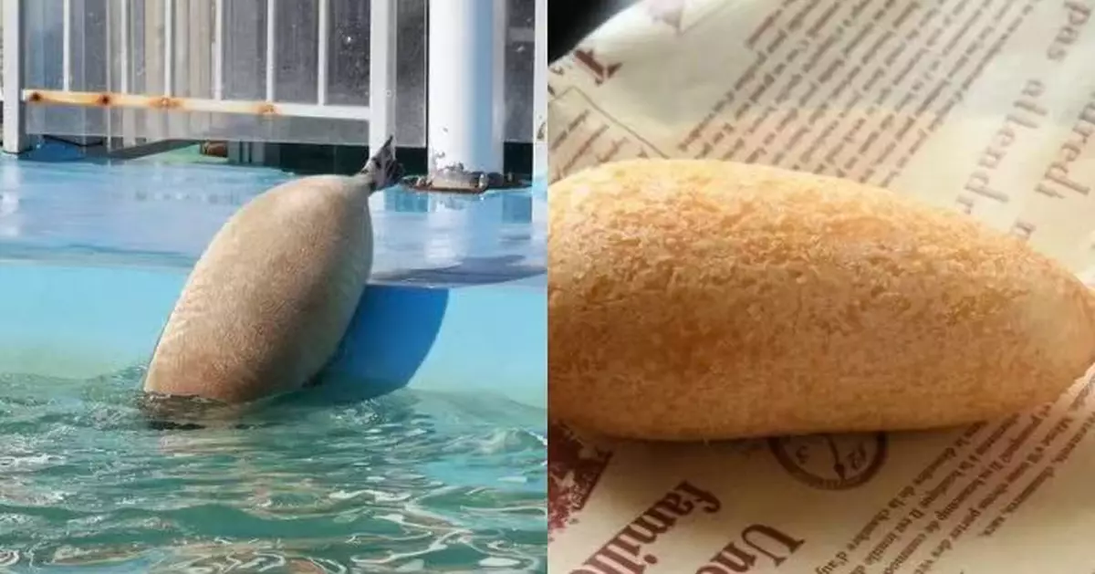 遊北海道影到海豹身影感熟悉 日人數日後搭機用餐見1物豁然開解